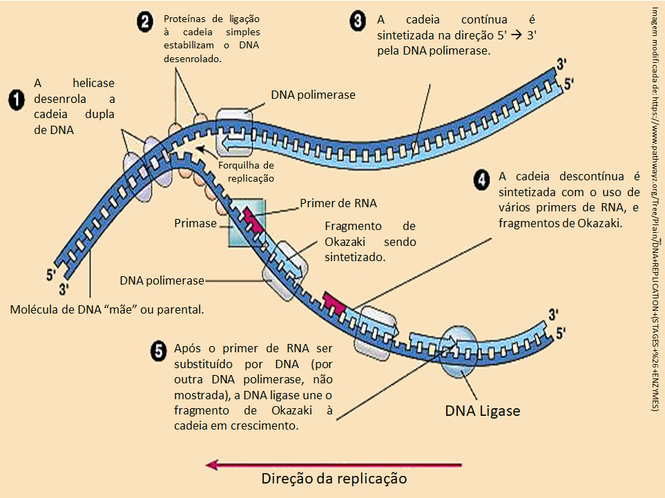 Resumos de Biologia A REPLICAÇÃO DO DNA