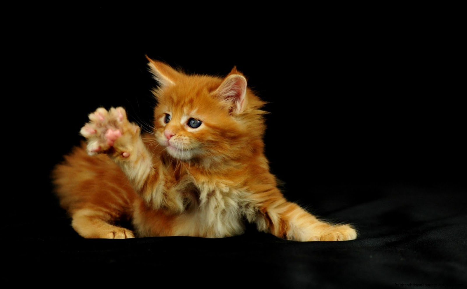 Background Computer Desktop Funny Cats