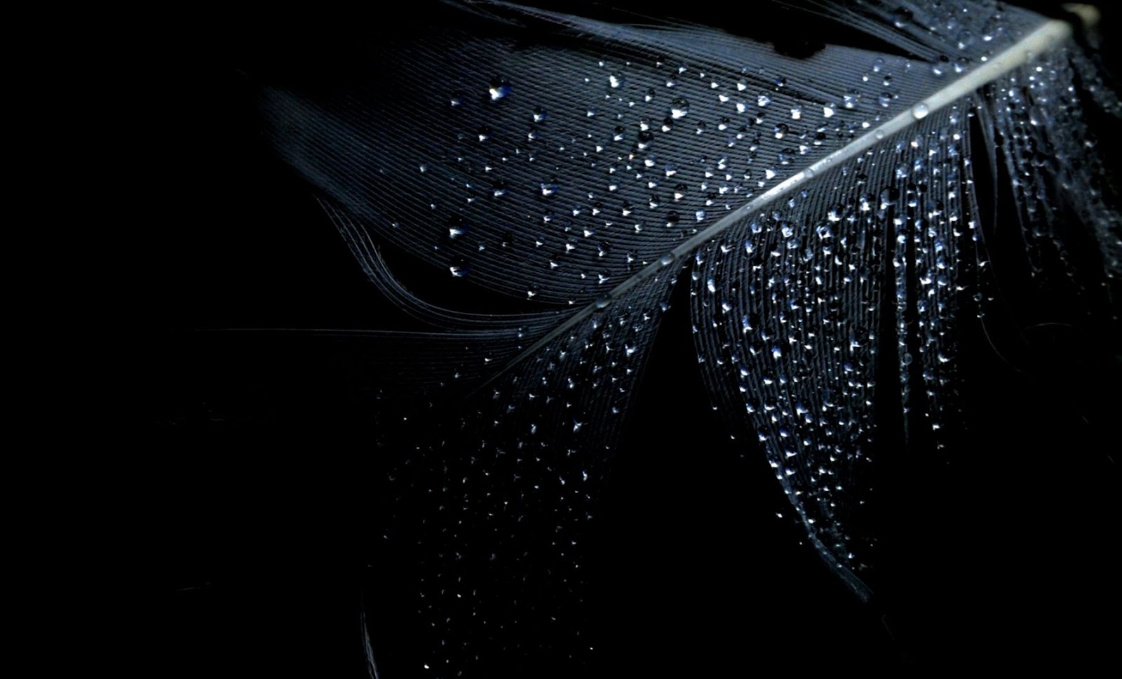 Black Feather Desktop Wallpaper Dark