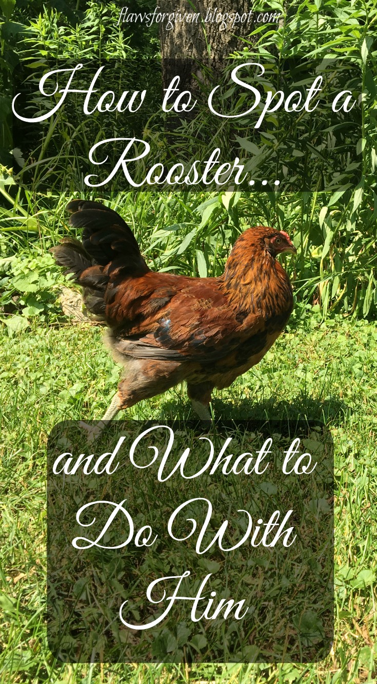 Flaws, How to Spot a Rooster...and What to Do With Him