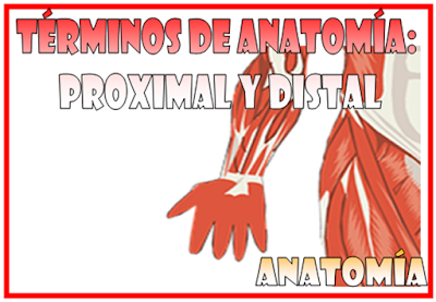 Términos de anatomía: proximal y distal [Anatomía y fisiología