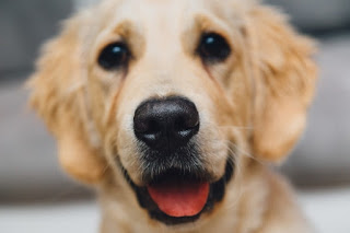 Un perro "sonriente"