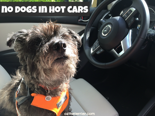 Oz's favorite summer car safety tips for dog owners