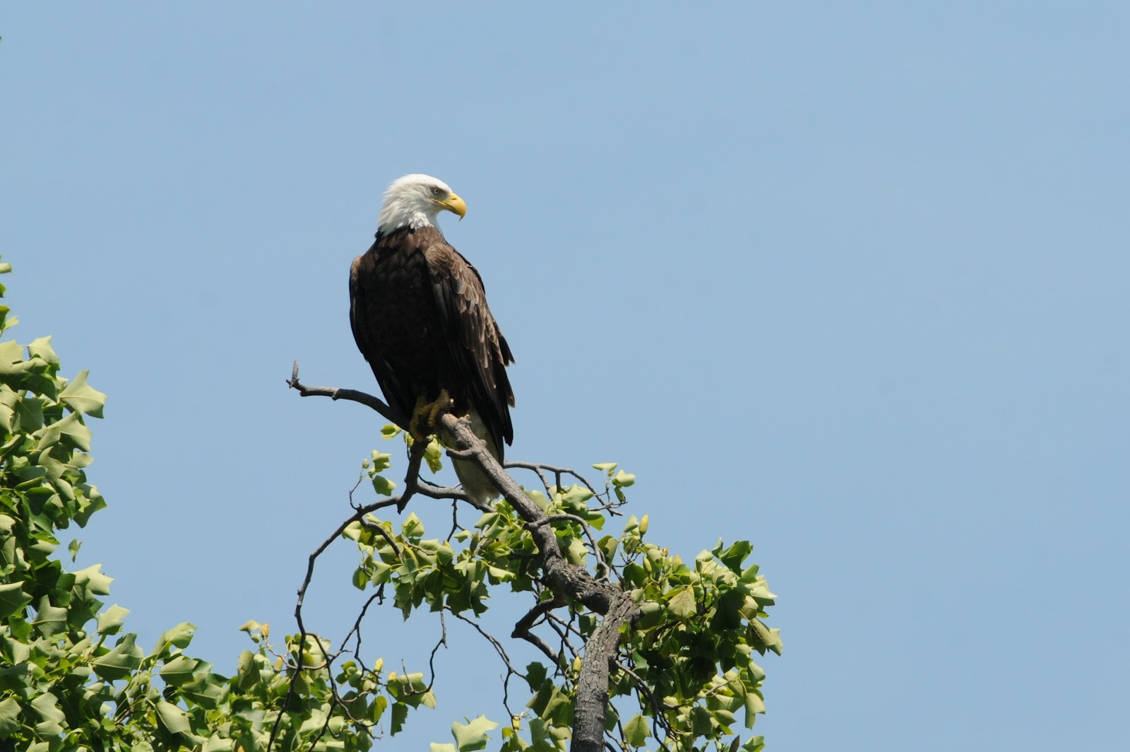 Wildlife photography: Update to Fort Hunt Bald Eagles Nest season