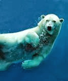 orso polare 