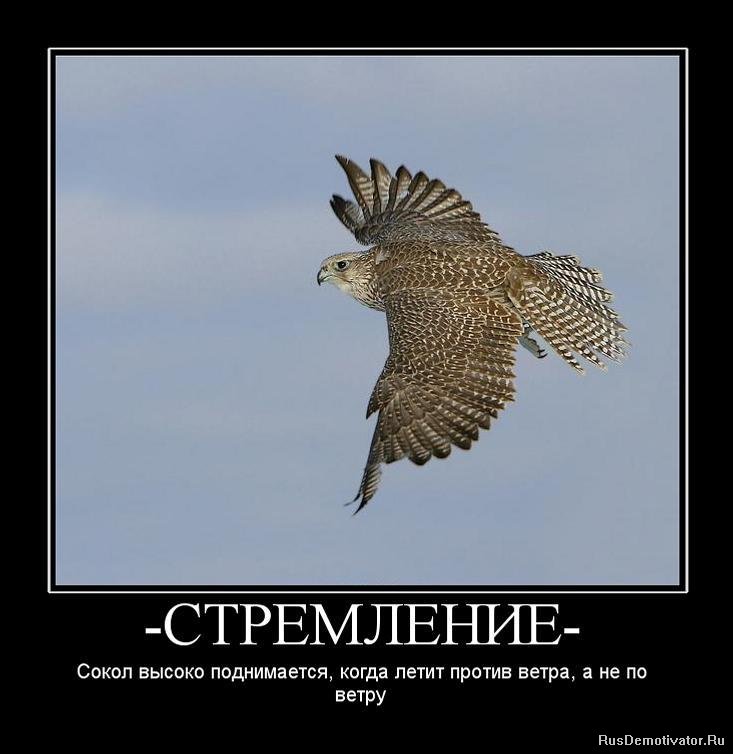 Летать глупо. Птица высокого полета. Смешная птица в полете. Цитаты про орла. Демотиваторы Сокол.