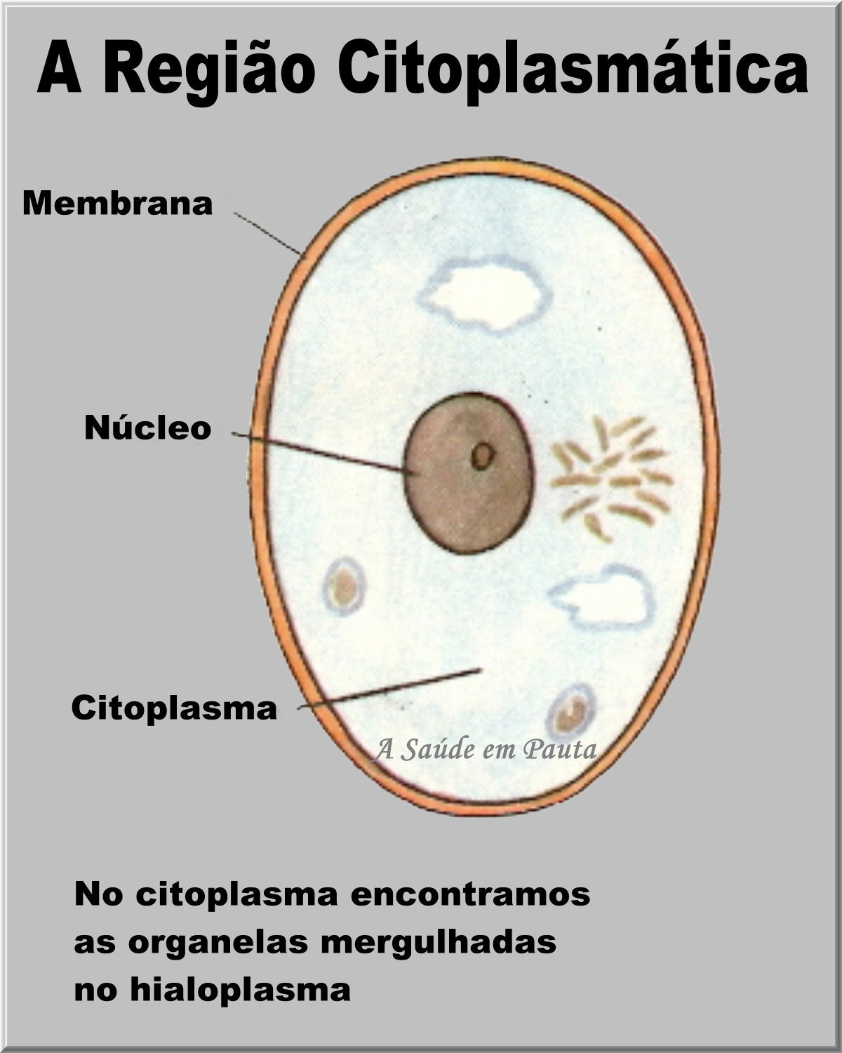 Célula a menor parte de um ser vivo. Estrutura básica de uma célula humana. A Saúde em Pauta Célula a menor parte de um ser vivo. Estrutura básica de uma célula humana. A Saúde em Pauta