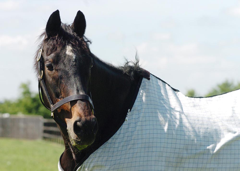 Hipódromos y caballos Racetracks and horses Slip Anchor, ganador del