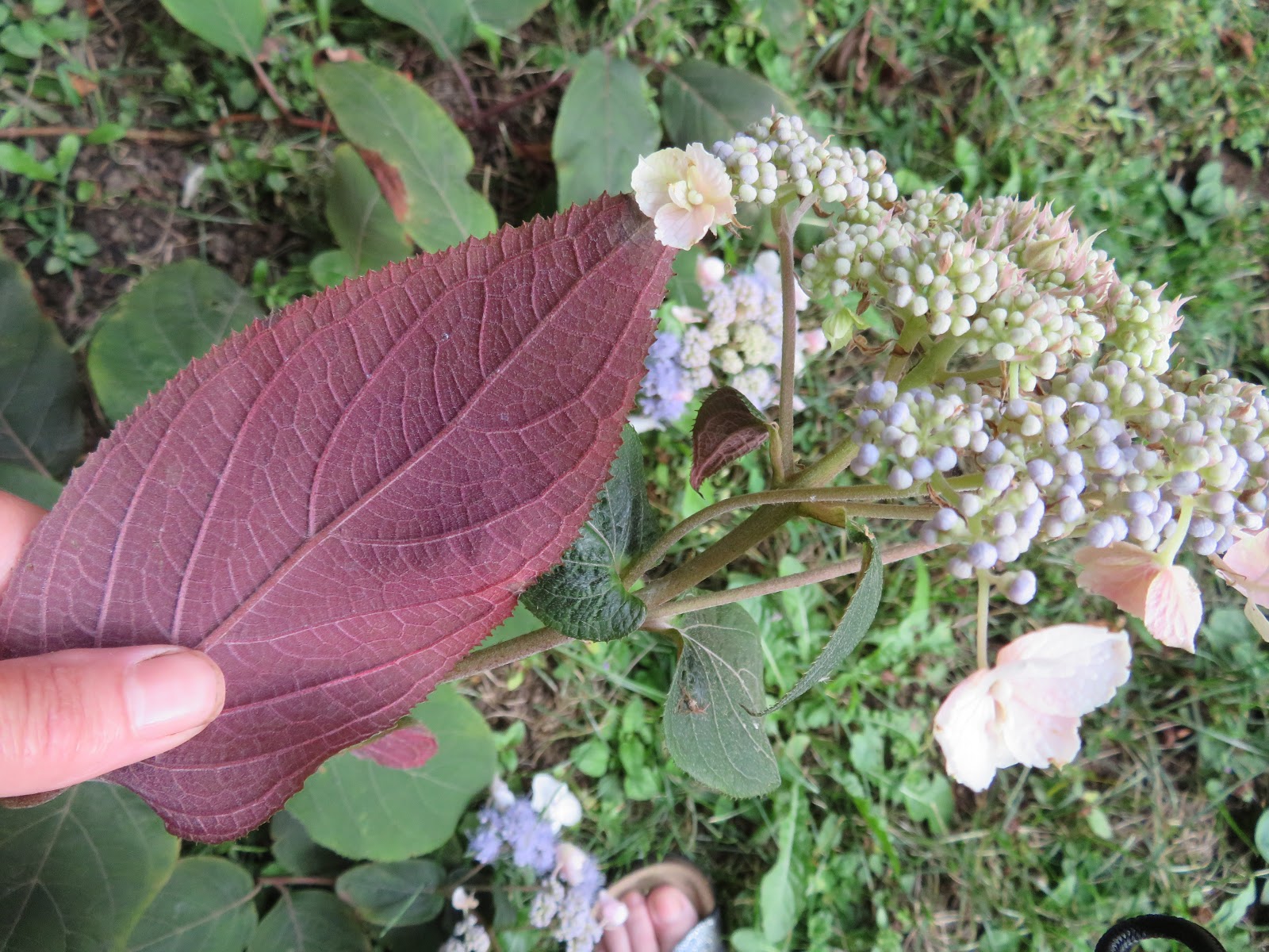 Danger Garden In A Vase On Monday The Goodbye Neighbors Edition