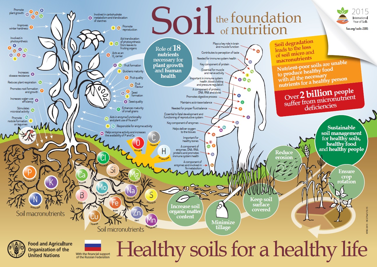 What Are Soil Nutrients For Healthy Soil