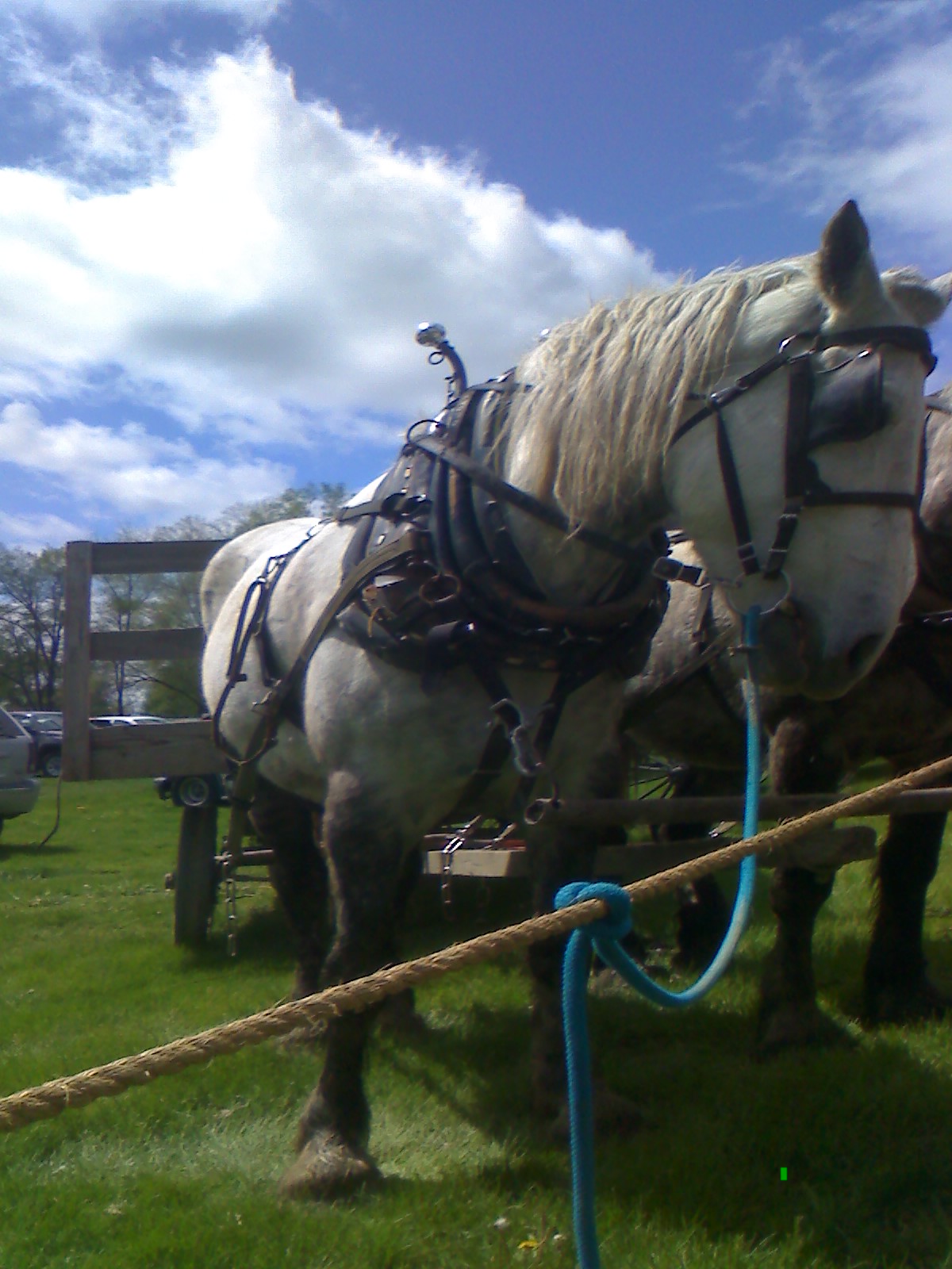 Amish Horses Draft Horse Sale Amish Horses Draft Horse Sale