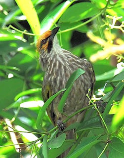 Burung Cucak Rowo Kalomantan - Mengenal Ciri-Ciri dan Kualitas Suaran Burung Cucak Rowo Asal Dari Kalomantan - Penangkaran Burung Cucak Rowo