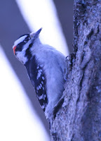 Woodpecker - Royal Botanical Gardens