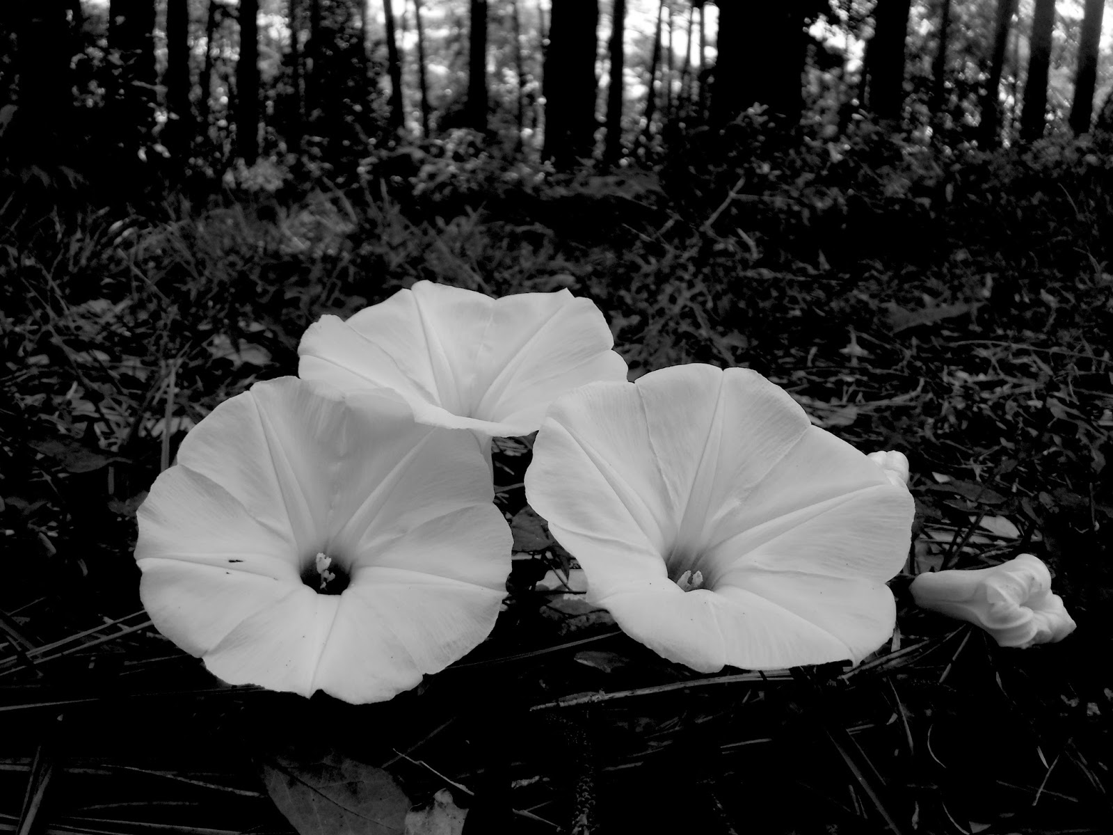 Fairhope Today May 13, 2018