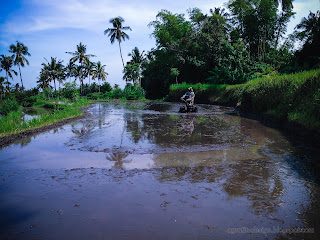 Farmer Plowing The Field Scenery In The Rice Field At Ringdikit Village, North Bali, Indonesia