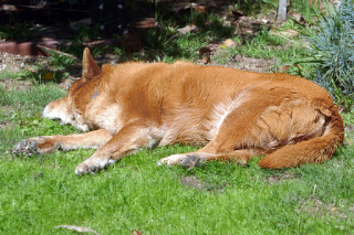 Chowderhead the dog sleeping on the grass