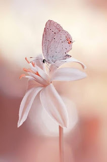 mariposa-posada-sobre-una-flor-blanca