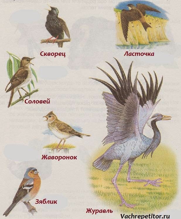 Какому жанру относится изображение птиц животных