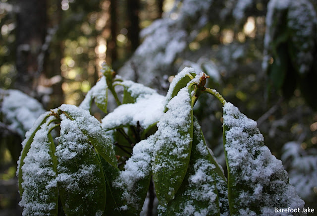 snow rhododendron