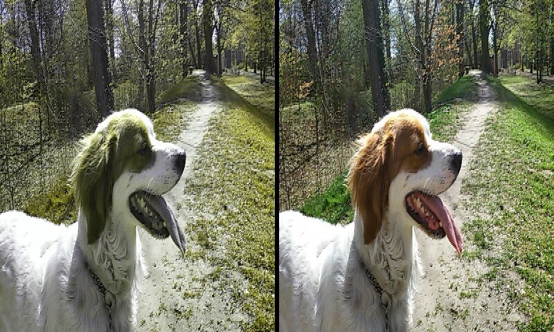RuppiStruppi ganz schön markig! Hundeverhalten Wie Hunde sehen