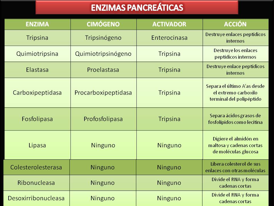 PORTAFOLIO DE EVIDENCIAS, FISIOLOGÍA BASICA JONATHAN I. JIMENEZ UAS! ENZIMAS PANCREATICAS