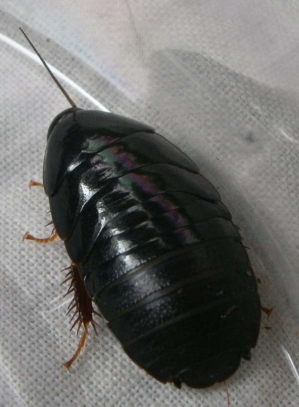 Hisserdude's Roaches PycThai%25231