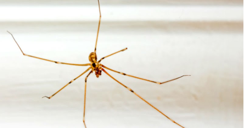 The Coolest Bug Science Project | Teaching Without Chairs