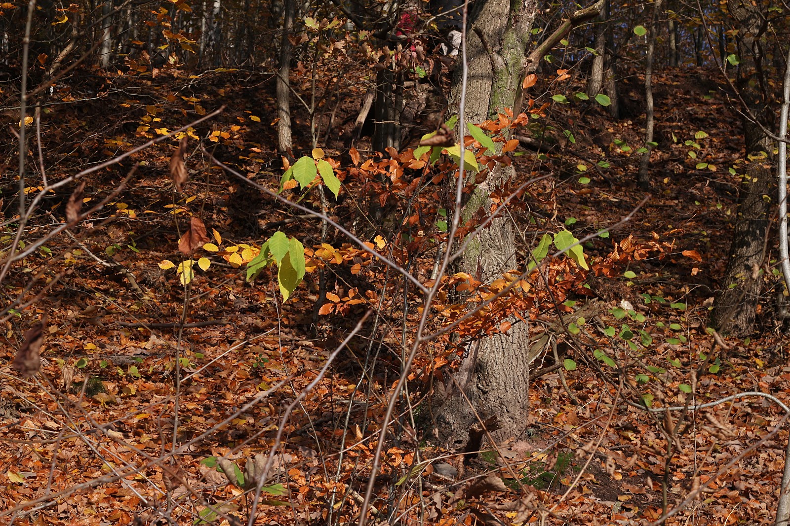 Download Liebe gedanken zum sonntag Desktop Wallpaper