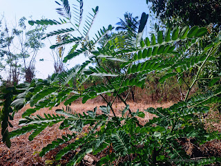 Natural Moringa Oleifera Plant Leaves In The Field At Banjar Kuwum, Ringdikit, North Bali, Indonesia