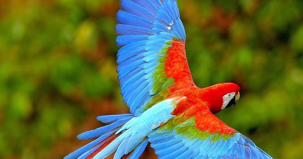 32 Arti Mimpi Melihat Burung Menurut Primbon Jawa Lengkap ...