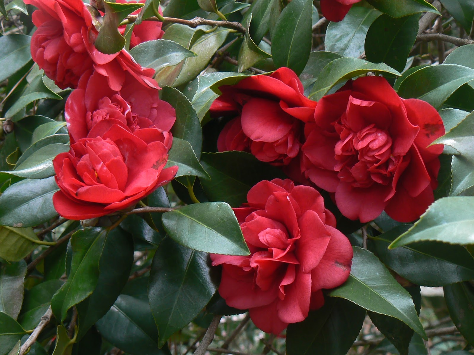 Ligustrum Sunshine Archives Ramblings From A Desert Garden