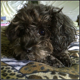 Zippiknits........Sometimes: 10_15