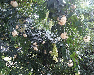  Tanaman saputangan adalah tanaman pohon yang biasanya sering kita jumpai berasa disekitar Manfaat Tanaman Saputangan (Maniltoa Grandiflora Scheff)