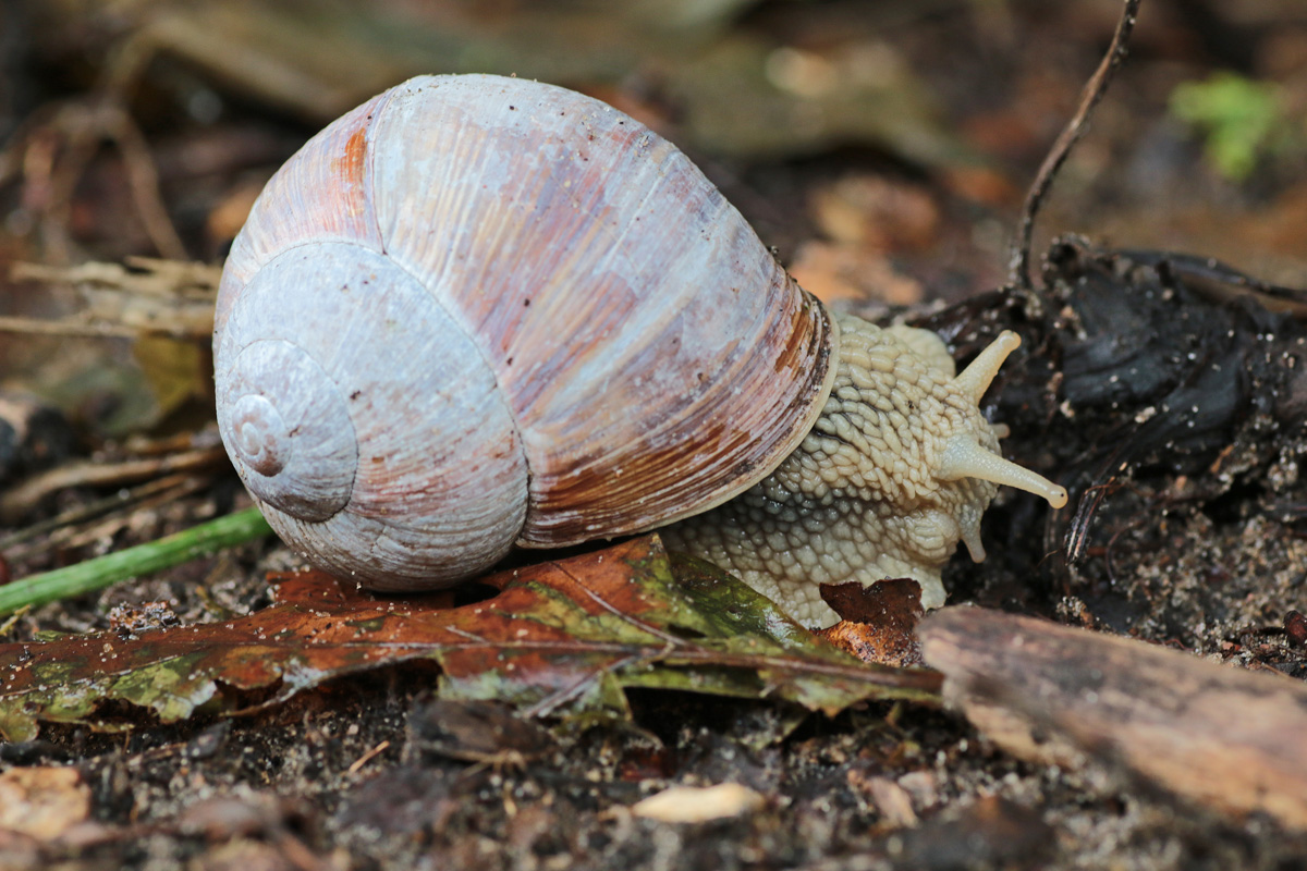 Dommelvos Natuurfotografie Leg niet op alle slakken zout Dommelvos Natuurfotografie Leg niet op alle slakken zout