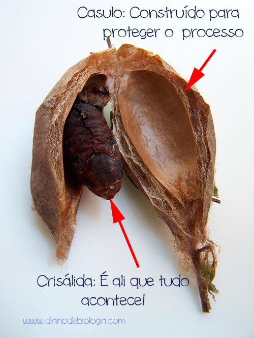 Insecta News: O que acontece dentro do casulo da borboleta?