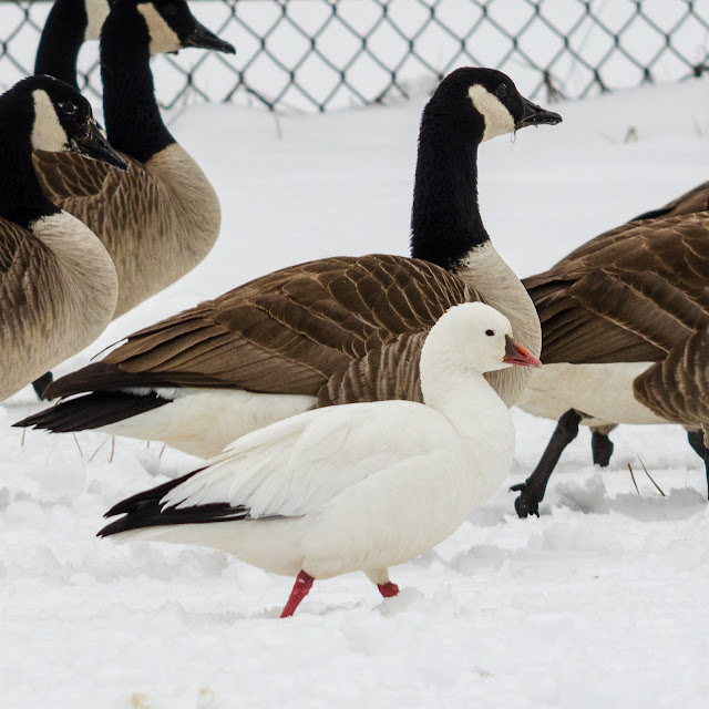 Ohio Nature Ross's Geese in Athens!