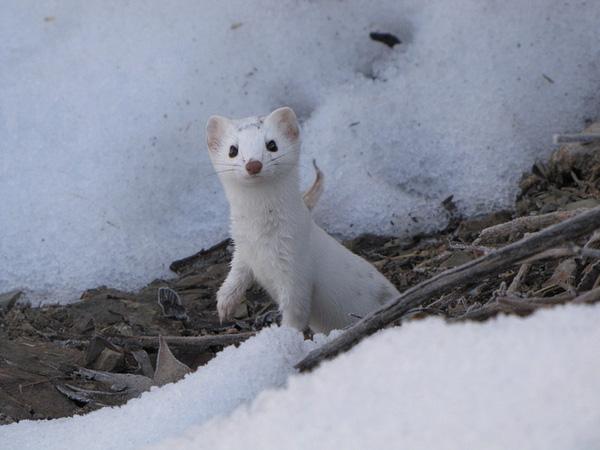 7 loài động vật dễ thương vô cùng tại "đảo thiên đường" Hokkaido