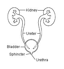 Bladder Infection Treatment  Bladder Infection Treatment