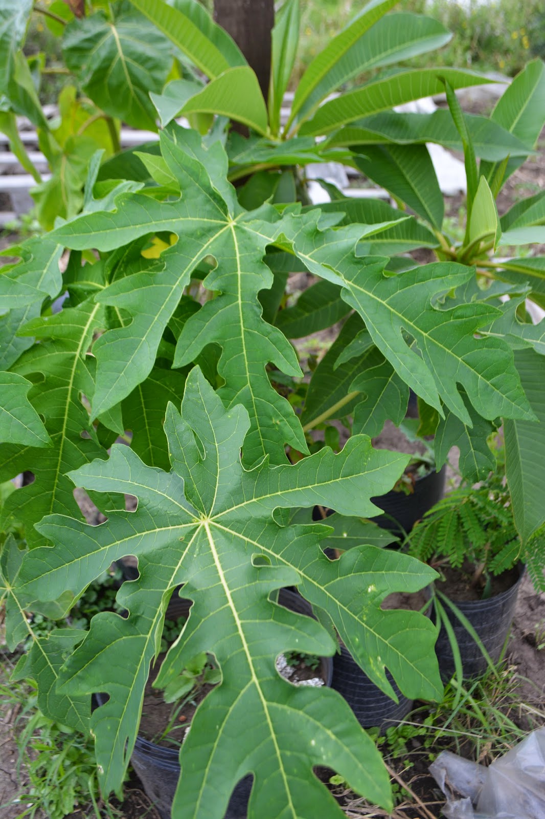 Árboles y plantas frutales no tradicionales. Zonas con heladas. Mango