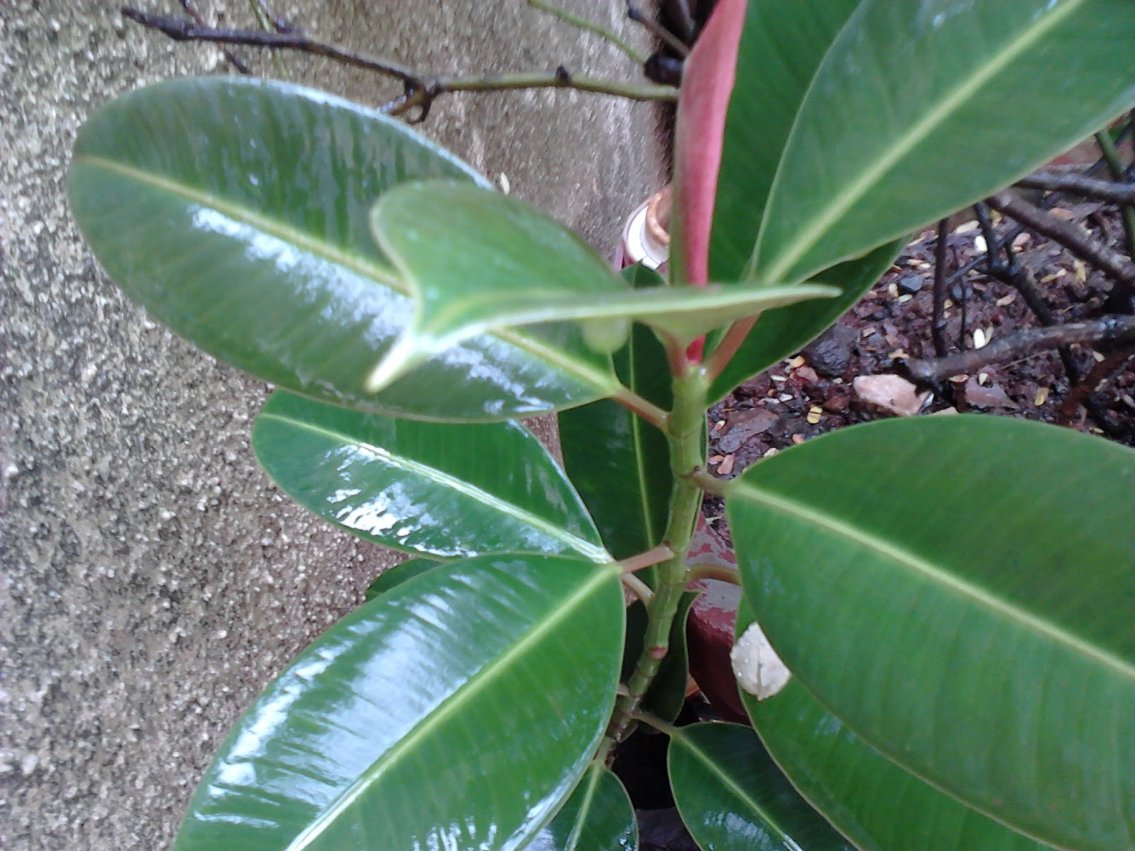 Garden Care Simplified Feeding Alexandrine Parakeet