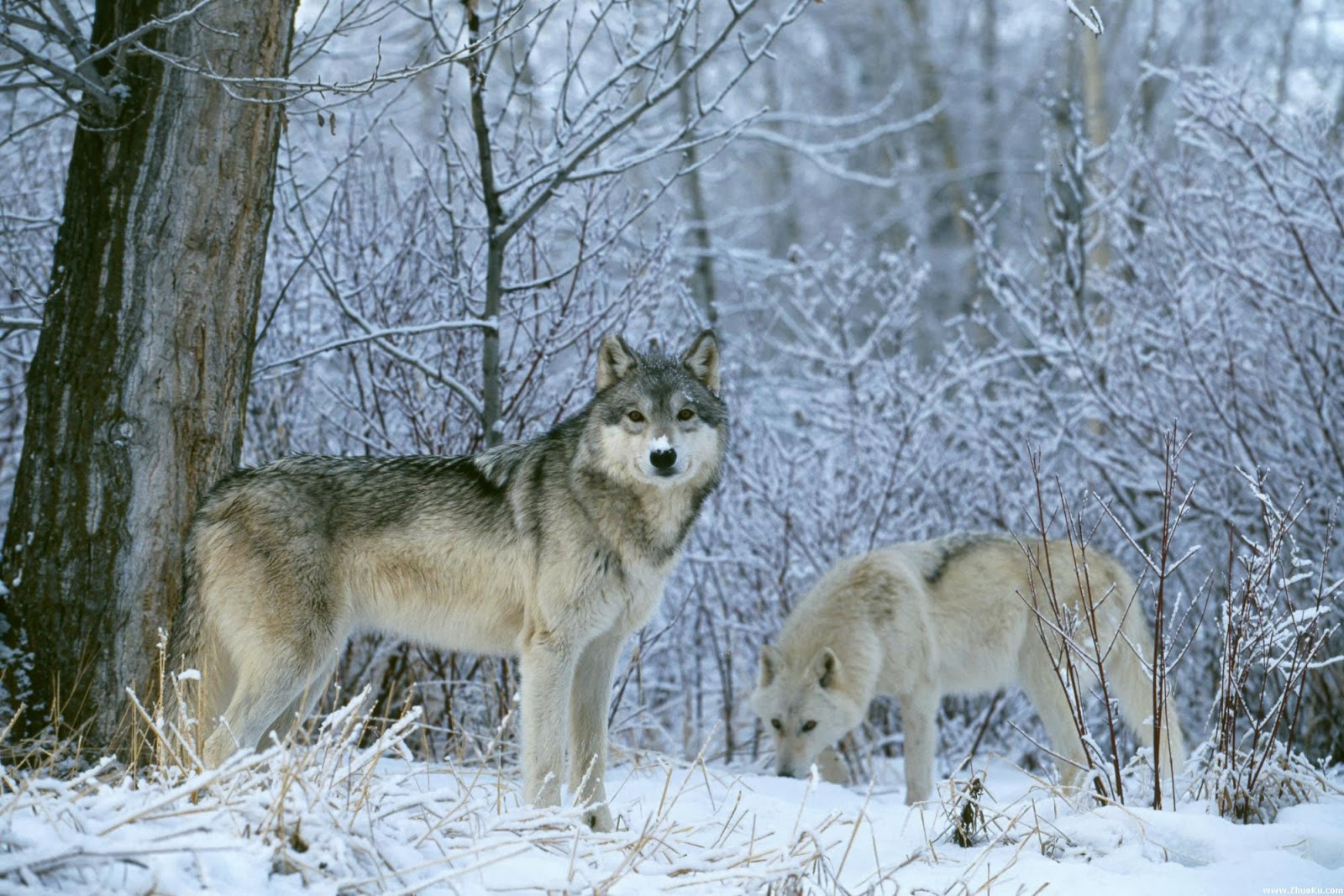 Seven Dog Winter Idaho Wolves Deserve Conversation Not Eradication