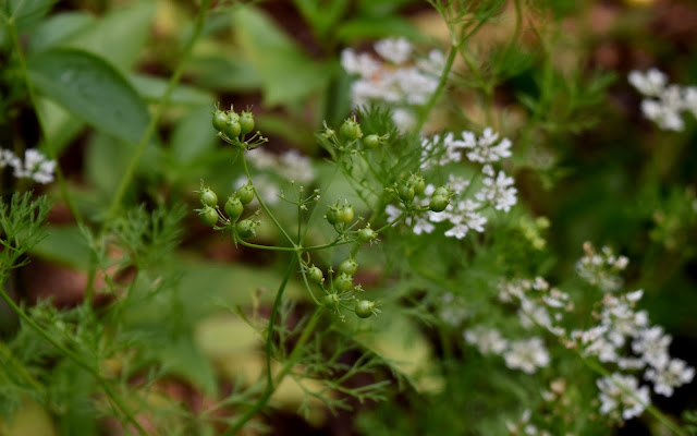 Cilantro/ Coriander seeds on the plant