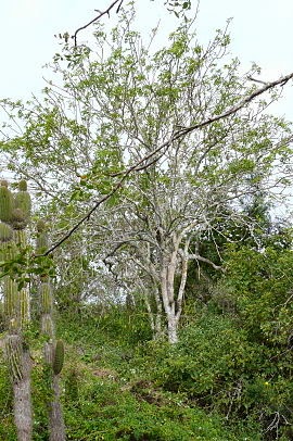 Palo Santa Galapagos Wikipedia Image