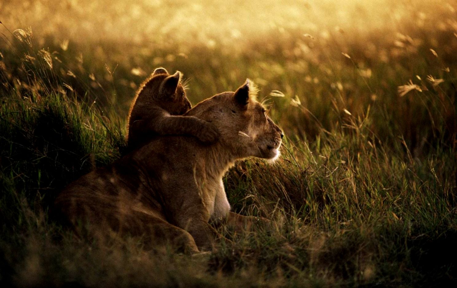 African Lion