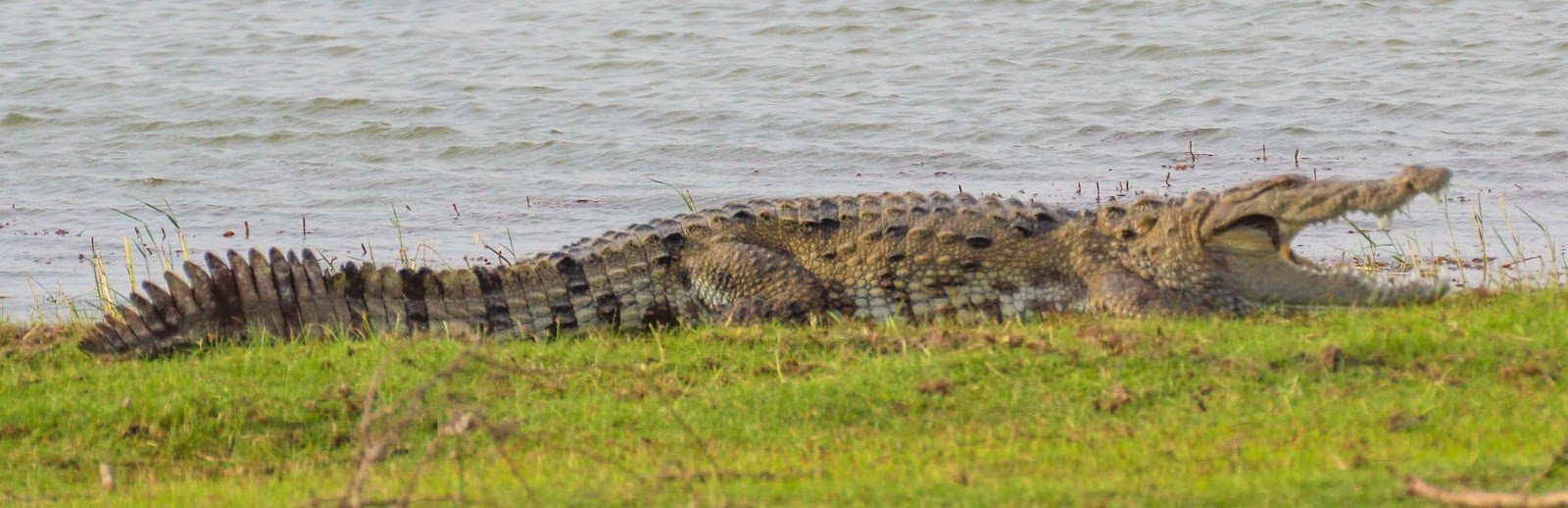 22+ Saltwater Crocodile Freshwater Crocodile Saltwater Crocodile Nile Crocodile Pics