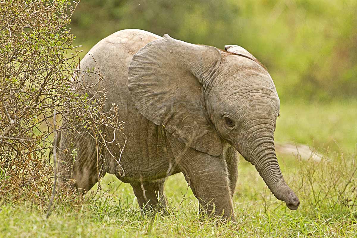 Five Star Lodge in the Addo Elephant National Park Elephant calf