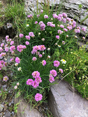 [Plumbaginaceae] Armeria alpina – Alpine Thrift (Spillone alpino)