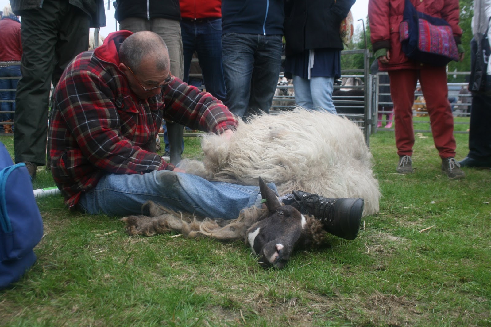 StAALSMID Ik heb een schaap geschoren!