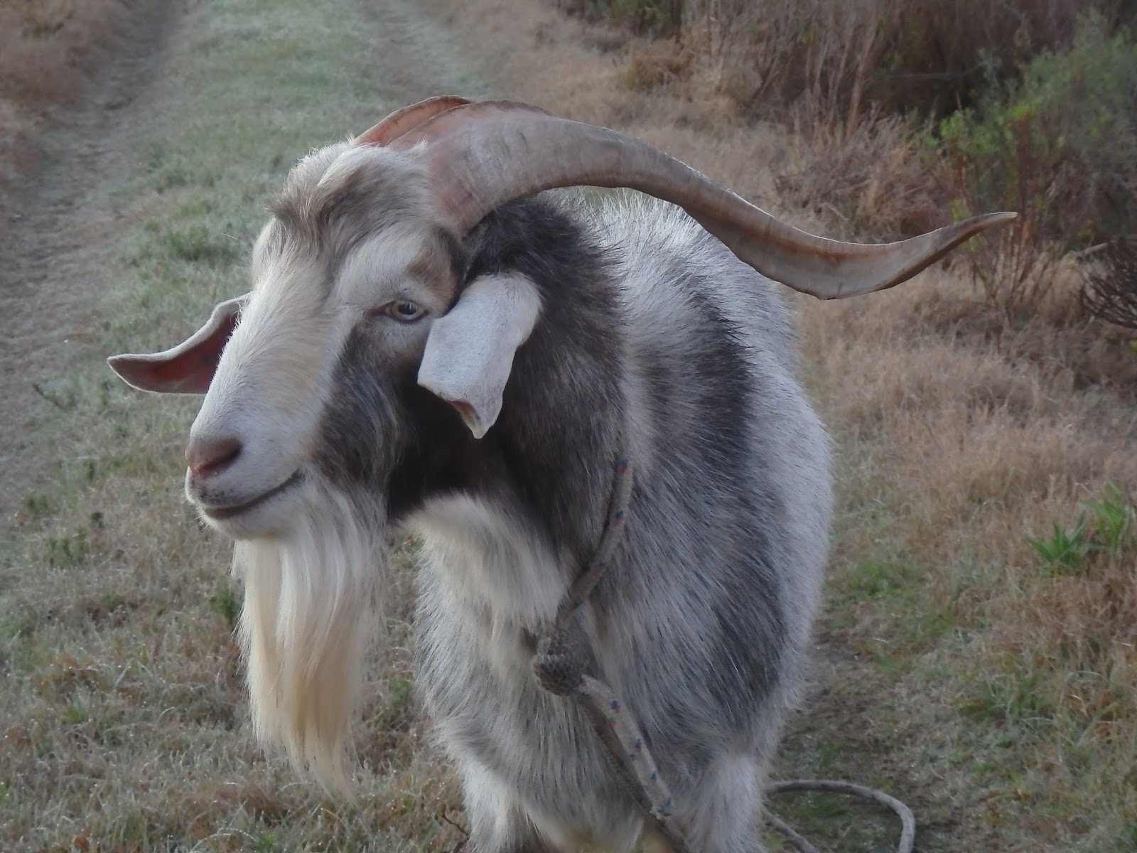 Idling Motor Entrance Guard Goat