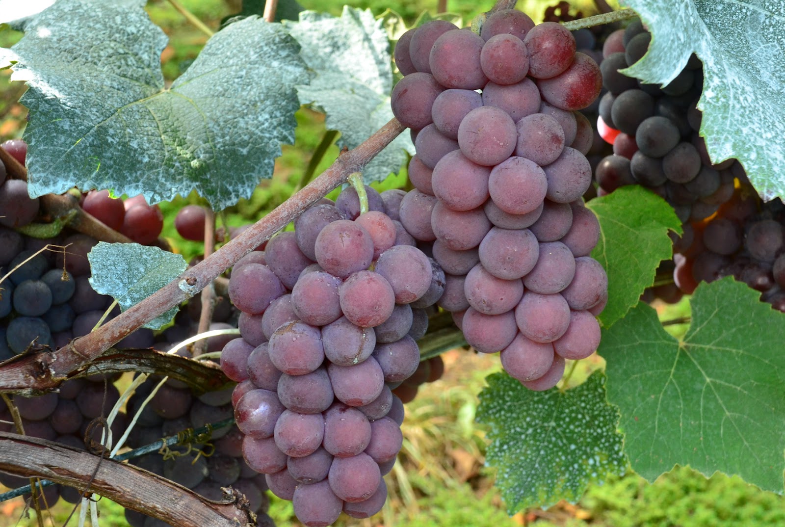 Uvas Rosada - SMA/SP: Março 2012